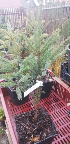 Smrek čierny Beissneri, Picea mariana 20 - 40 cm, kont. 3l