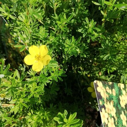 Nátržník krovitý Bella Lindsey, Potentilla fruticosa, kontajner 2l