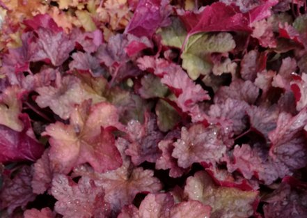Heuchera Berry Smoothie, kont. 1l