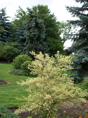 Breza čierna Shiloh Splash, Betula nigra, 120 – 160 cm, kontajner 5l