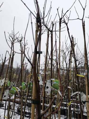 Javor červený Brandywine, Acer rubrum, + 190 cm, kontajner 5l