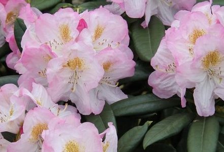 Rododendron Brigitte, Rhododendron, 30 - 50 cm, kont. 5l