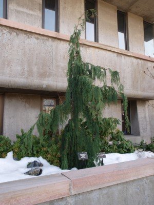 Cypruštek nutkanský Jubilee, Chamaecyparis nootkatensis. 30 - 40 cm, kont. 3l