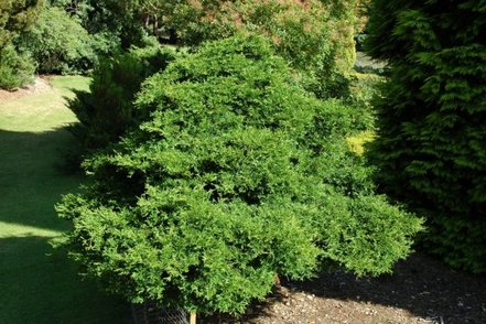 Cypruštek tupolistý Coralliformis, Chamaecyparis obtusa. 35 – 45 cm, kontajner 3l