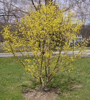 Drieň obyčajný, Cornus mas, 40 – 50 cm, kontajner 2l