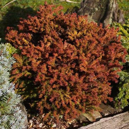 Kryptoméria japonská Compressa, Cryptomeria japonica. 20 cm, kontajner 3l