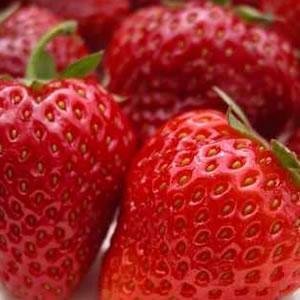 Jahoda veľkoplodá Kent, FRAGARIA × GRANDIFLORA,  10 zakorenených kusov