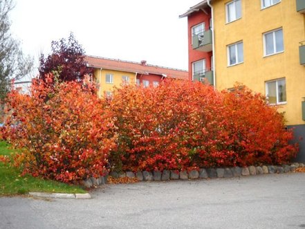 Arónia čerešňolistá Nero, Aronia x prunifolia kont. 1l