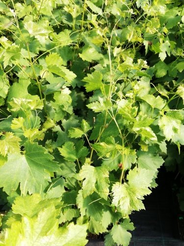 Vinič hroznorodý Elegant Svierchrannij, Vitis vinifera, kontajnerovaná sadenica 1 l
