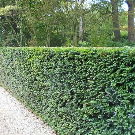 Tis obyčajný, Taxus baccata 30 - 50 cm, kont. 2l