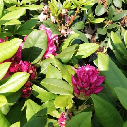 Rododendron Ernest Inman, Rhododendron 40 - 50 cm, kont. 5l