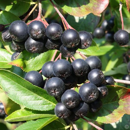 Arónia čiernoplodá Viking, Aronia melanocarpa kont .1l