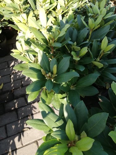 Rododendron Fastuosum Flore Pleno, Rhododendron 30 - 50 cm, kont. 5l