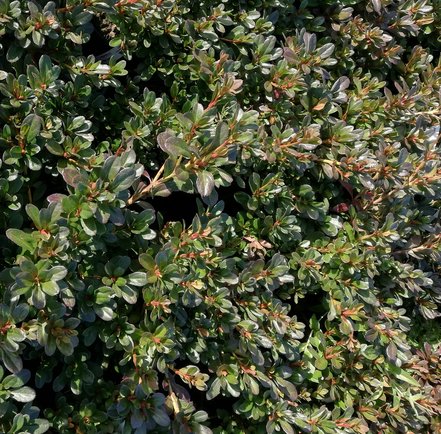 Azalka japonská Fridoline,  Rhododendron obtusum, kont. 2l