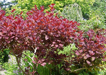 Škumpa vlasatá, Cotinus coggygria, 90 – 100 cm, kontajner 2l