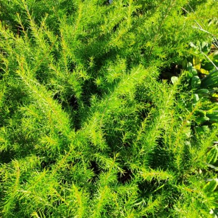 Grevillea, Canberra Gem, kont. 2l