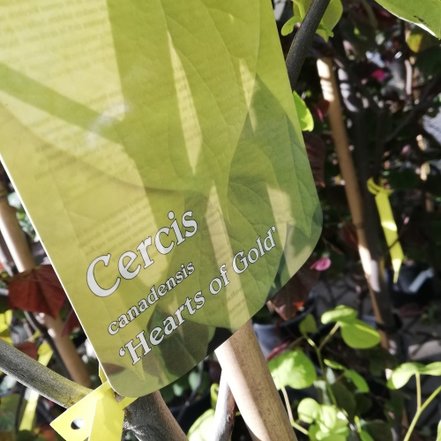 Judášovec kanadský Hearts of Gold, Cercis canadensis, 60 – 80 cm, kontajner 3l