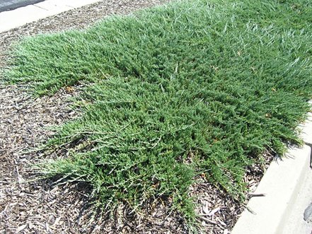 Borievka rozprestretá Hughes, Juniperus horizontalis 40 - 50 cm, kont. 3l