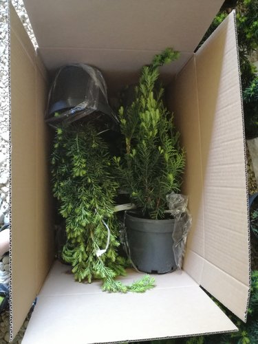 Tis prostredný Hicksii, Taxus media 30 - 60 cm, kont. 3l