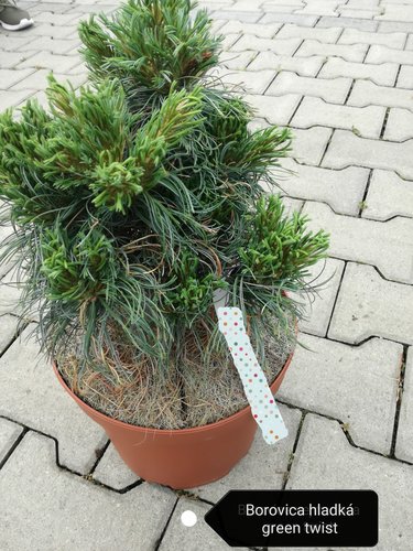 Borovica hladká Green Twist , Pinus strobus, kontajner C7  30-40cm