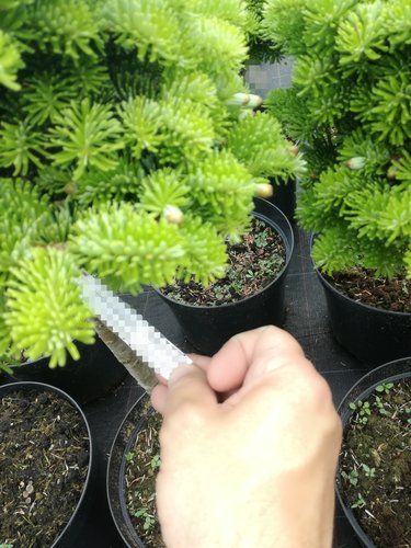 Jedľa kaukazská Kate Brook Abies nordmanniana kontajner C5  na kmienku 40 cm