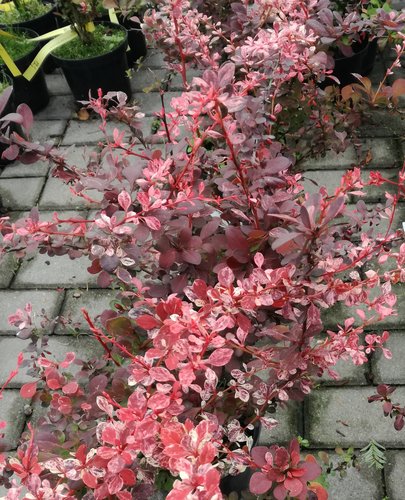 Dráč thunbergov Pink Queen, Berberis thunbergii, 20 - 30 cm kontajner 3l