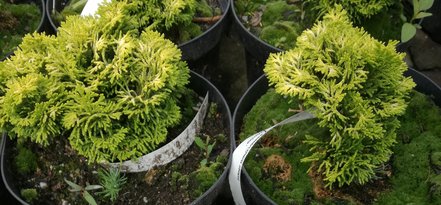 Cypruštek tupolistý Marian, Chamaecyparis obtusa, 10 - 10 cm, kont. 3l
