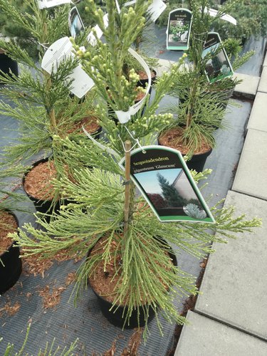 Sekvojovec mamutí Glaucum, Sequoiadendron giganteum Glaucum, 60 - 100 cm, kontajner 5l