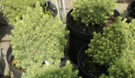 Smrek biely Dedrofarma Gold, Picea glauca, 20 – 30 cm, kontajner 3l
