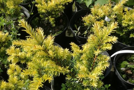 Tis japonský Aurescens, Taxus cuspidata, 20 – 30 cm, kontajner 3l
