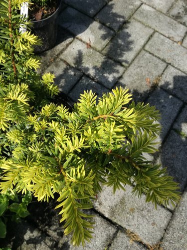 Tis obyčajný Dovastonii aurea, Taxus baccata, 30 – 40 cm, kontajner 3l