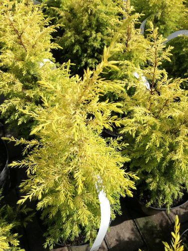Borievka obyčajná Suecica Aurea, Juniperus communis 30 - 40 cm, kont. 3l