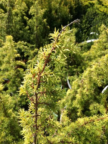 Borievka obyčajná Hemson, Juniperus communis 15 - 20 cm, kont. 3l