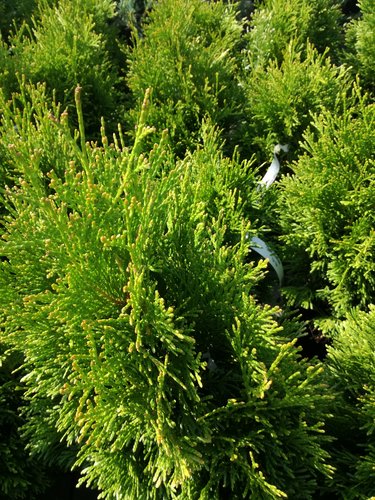 Tuja západná Tip Top, Thuja occidentalis 30 - 40 cm, kont. 3l