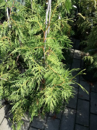 Tuja západná Pendula, Thuja occidentalis 40 - 60 cm, kont. 3l