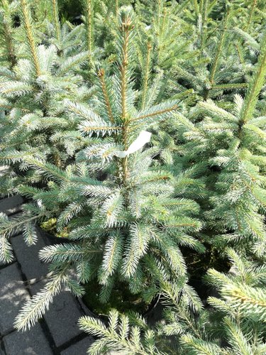 Smrek pichľavý Glauca, Picea pungens 40 - 50 cm, kont. 3l