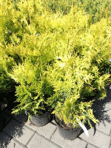 Tuja západná Yellow Ribbon, Thuja occidentalis 40 - 60 cm, kont. 3l