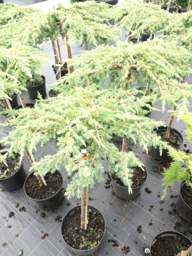 Borievka Green Carpet, Juniperus communis 80 cm, kmeň  kont. 5l