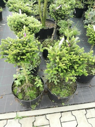 Jedľa kórejska Oberon, Abies koreana, kontajner C15 na kmienku 40 – 50 cm