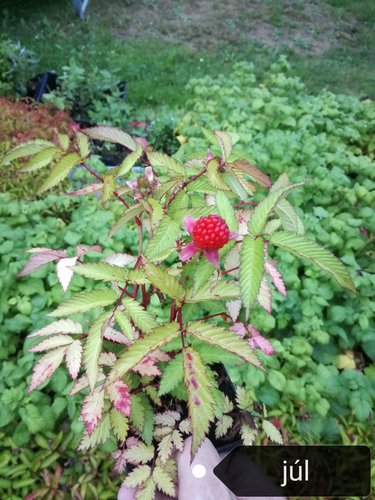Malinojahoda Rubus illecebrosus, kontajner 0,5l, 3kusy
