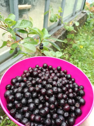 Arónia čiernoplodá Viking, Aronia melanocarpa kont .1l