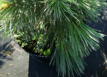 Borovica ohybná Vanderwolf's pyramid, Pinus flexilis, kontajner 5l, 30 – 40 cm