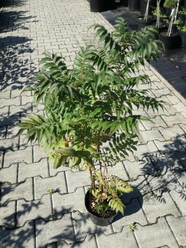 Tavoľníkovec jarabinolistý Sem, Sorbaria sorbifolia, 30 – 45 cm, kontajner 3l