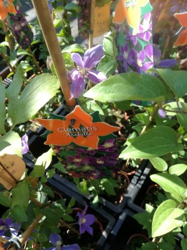 Plamienok Arabella, Clematis, kontajner 3l