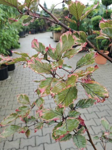 Buk lesný Purpurea Tricolor, Fagus sylvatica 160 - 180 cm, kont. 20l