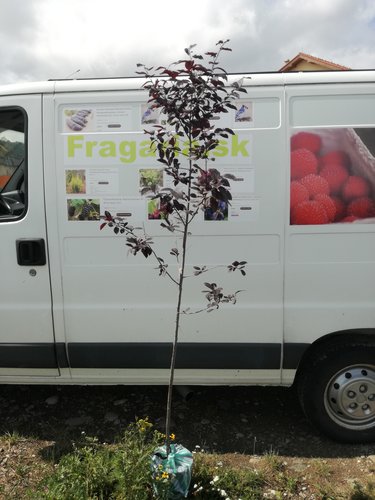 Slivka čerešňoplodná Pissardii, Prunus cerasifera, kontajner C15, obvod kmeňa od 4 do 8 cm výška 160 – 250 cm