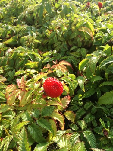 Malinojahoda Rubus illecebrosus, kont. 0,5l