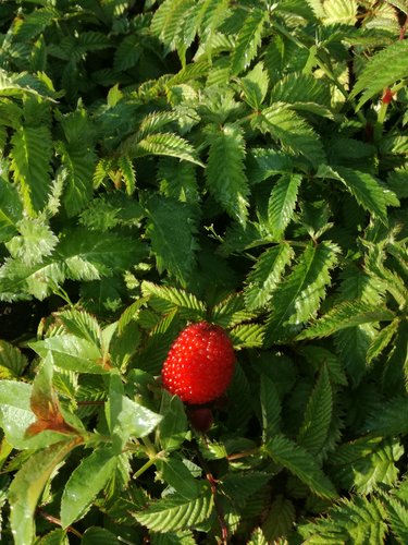 Malinojahoda Rubus illecebrosus, kont. 0,5l