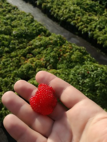 Malinojahoda Rubus illecebrosus, kont. 0,5l