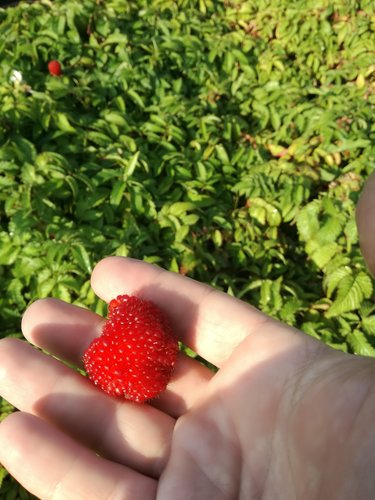 Malinojahoda Rubus illecebrosus, kont. 0,5l